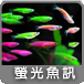 螢光魚訊